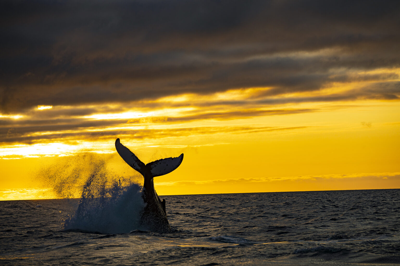 Elding. Whale Watching, bookable through Icebreaker