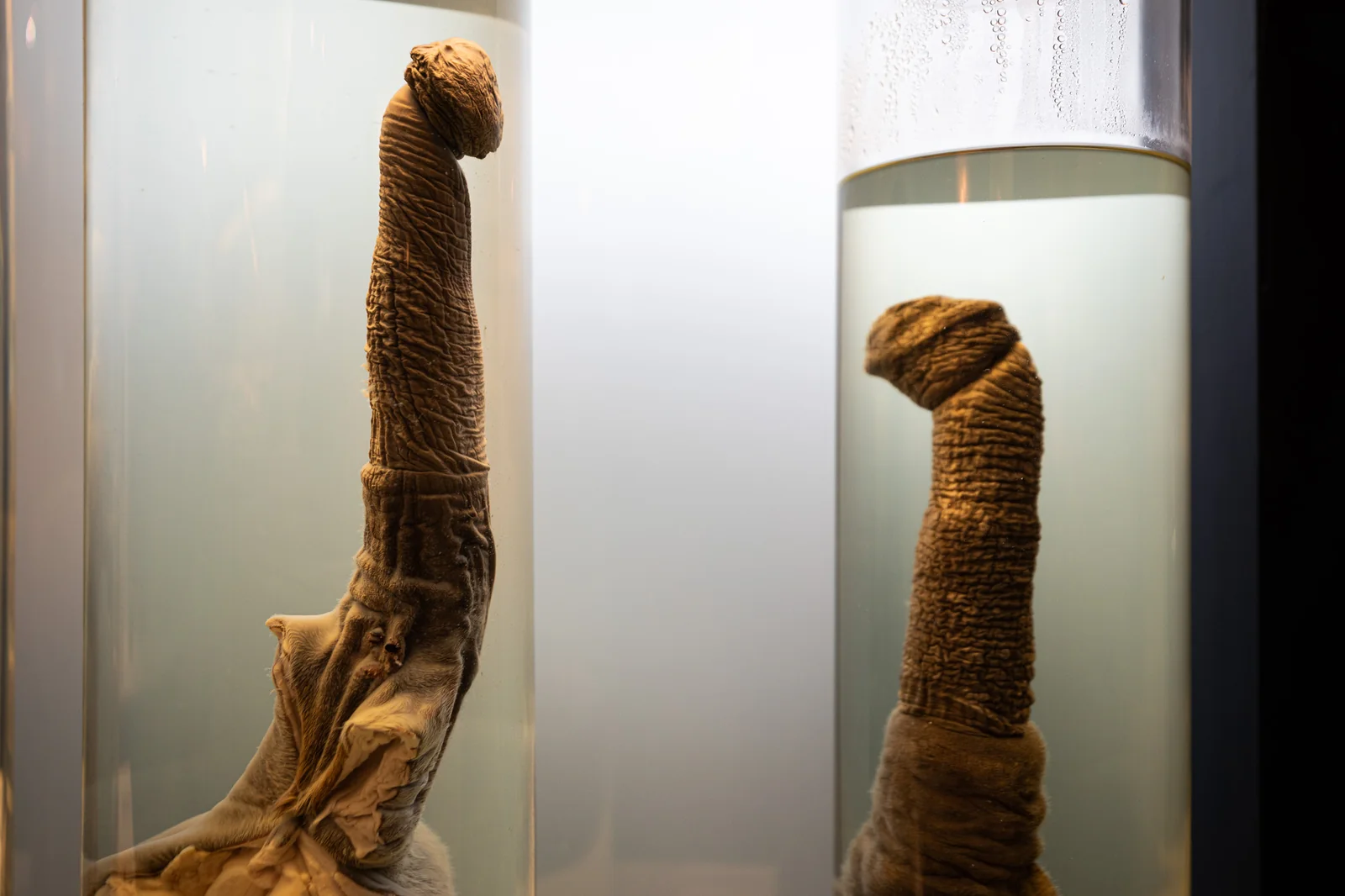 The Phallological Museum, bookable through Icebreaker
