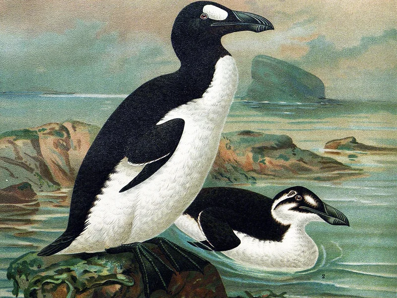 The Last Great Auks