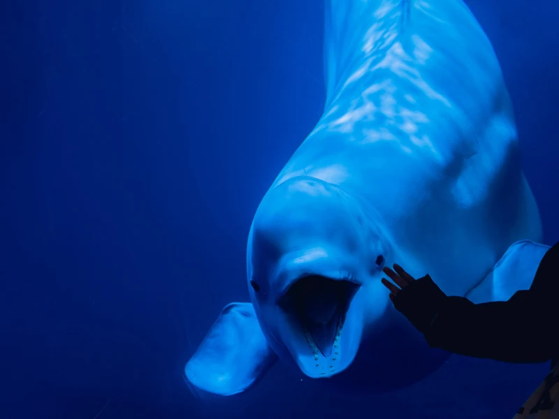Beluga Whale Sanctuary