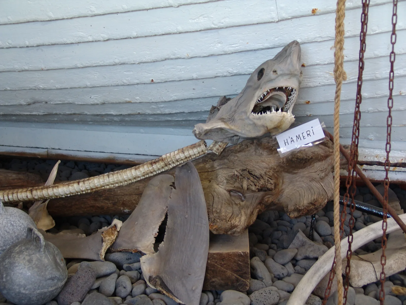 Bjarnarhöfn Shark Museum