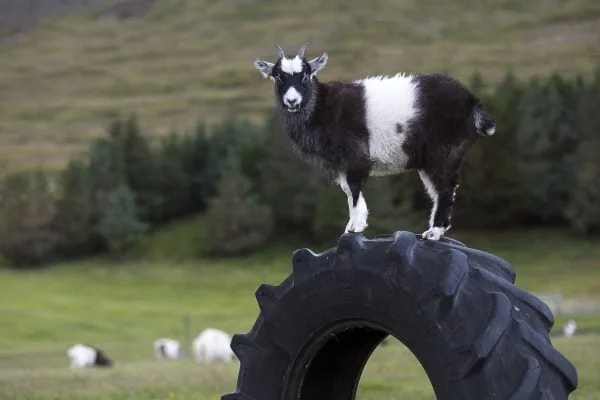 Háafell Goat Farm