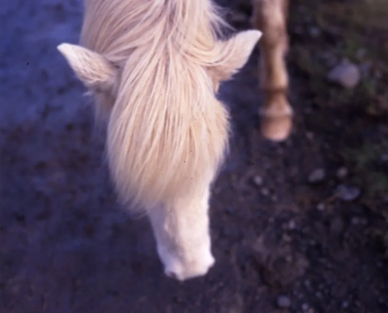 Horseback Riding Húsey