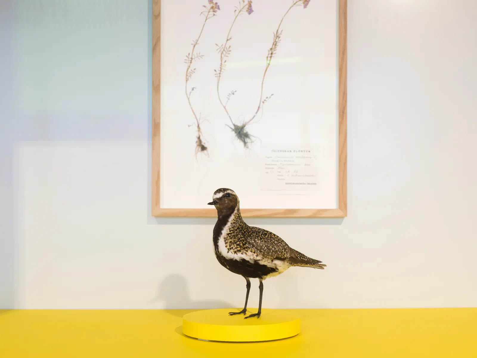 Kópavogur Natural History Museum