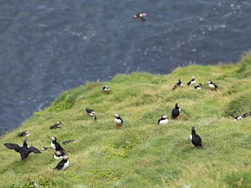 Puffin Lookout