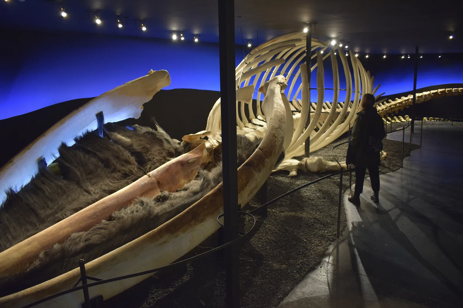 The Húsavík Whale Museum