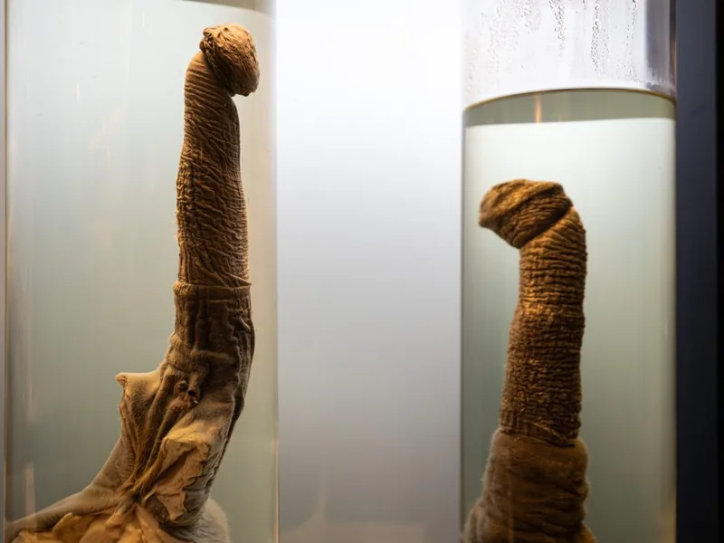 The Icelandic Phallological Museum