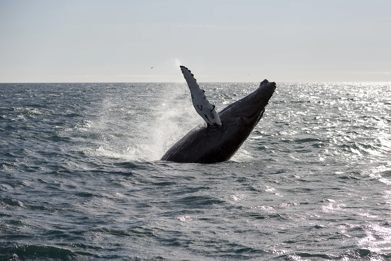 Whale Watching Hólmavík