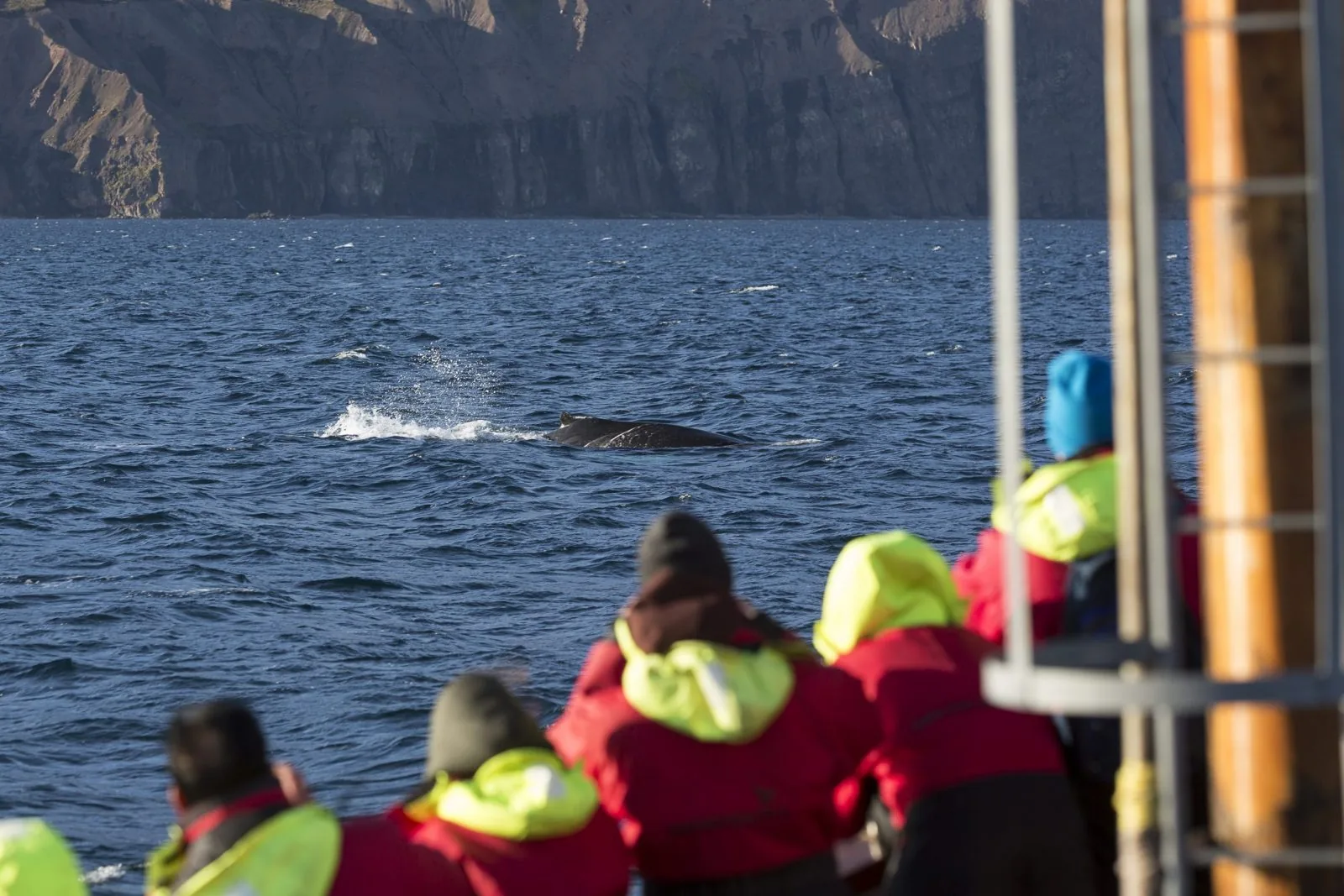 Whale Watching in Húsavík