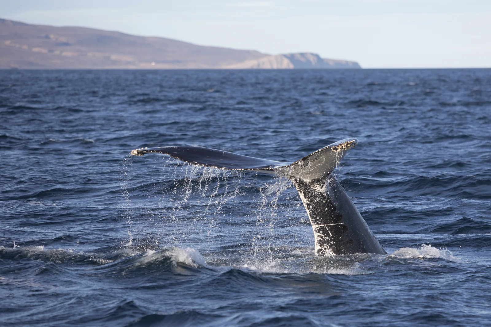 Whale Watching in Eyjafjörður