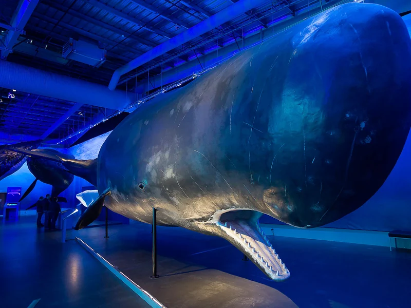 Whales of Iceland
